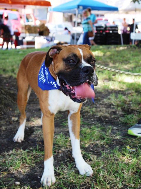 Meet Tex, Blue Ribbon News Pet of the Week – Blue Ribbon News