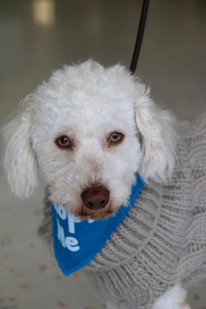 Meet Austin, Blue Ribbon News Pet of the Week – Blue Ribbon News