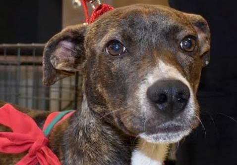 Meet Ava, Blue Ribbon News Pet of the Week