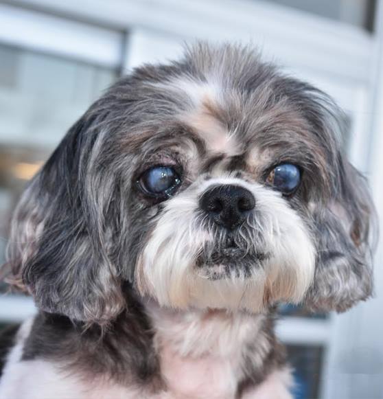Meet Carol, Blue Ribbon News Pet of the Week – Blue Ribbon News