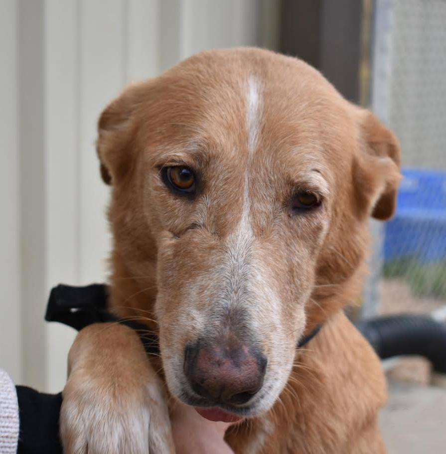 Meet Sequoia, Blue Ribbon News Pet of the Week Blue Ribbon News