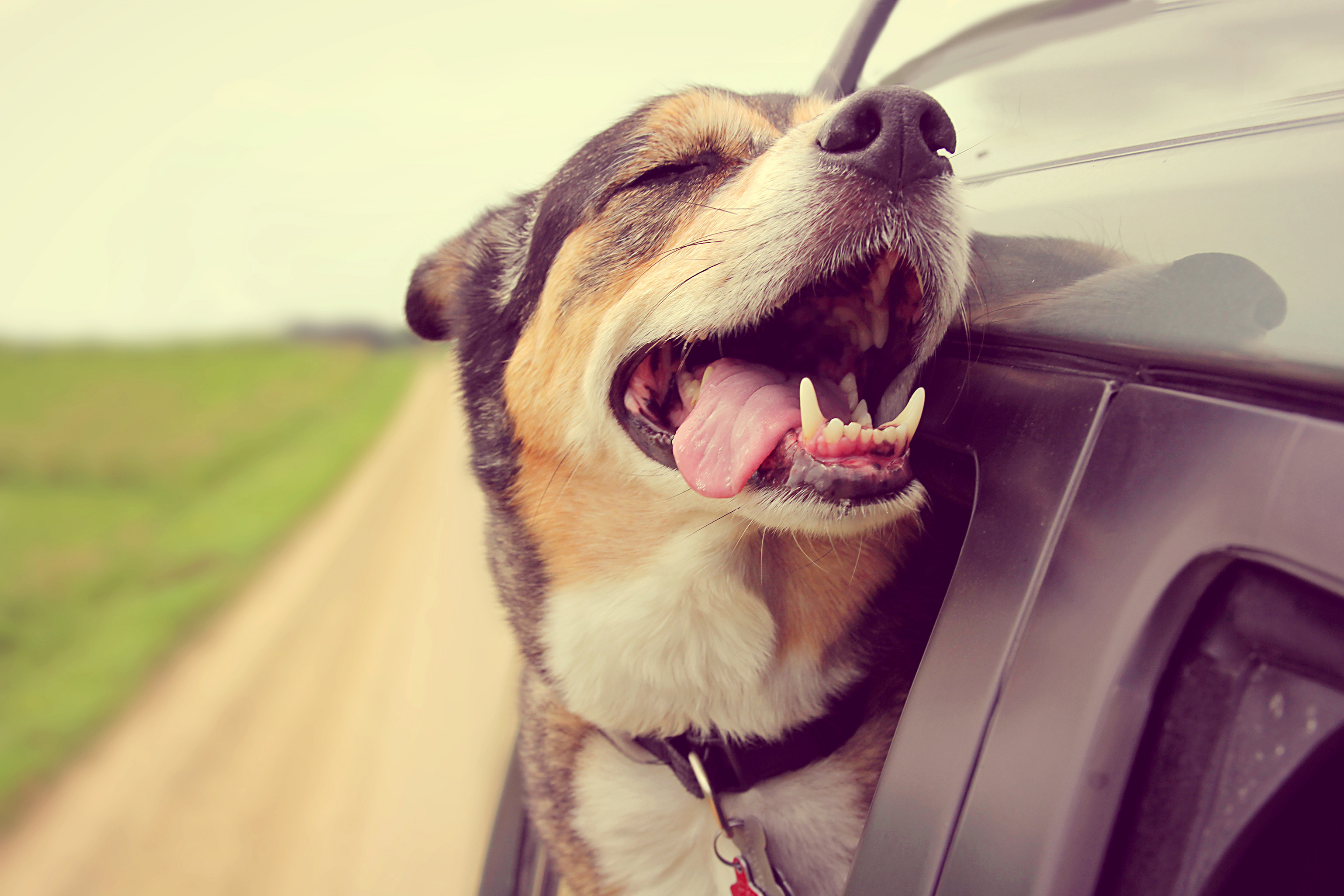 Happy Dog Sticking Head out Car Window