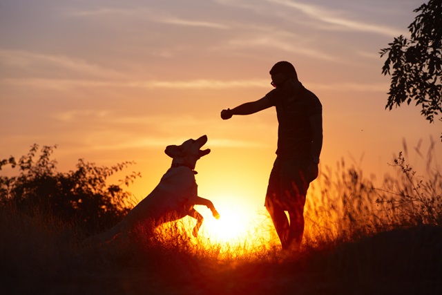 21066185 – young man with his yellow labrador retriever in nature – back lit
