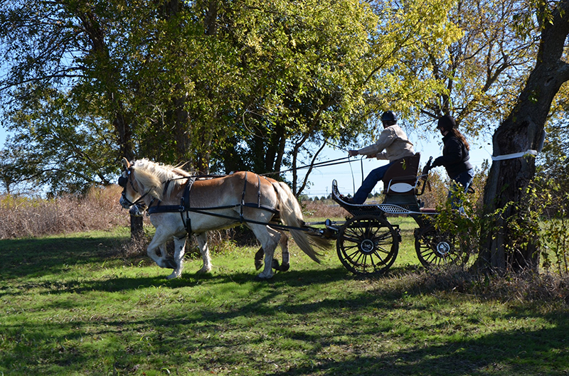 Black Star Sport Horses to Host Carriage Event November 3-4