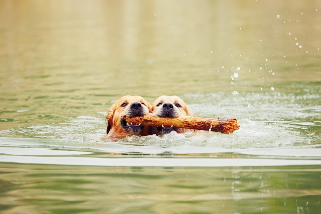 44192252_l two golden retriever dogs with stick in pond water