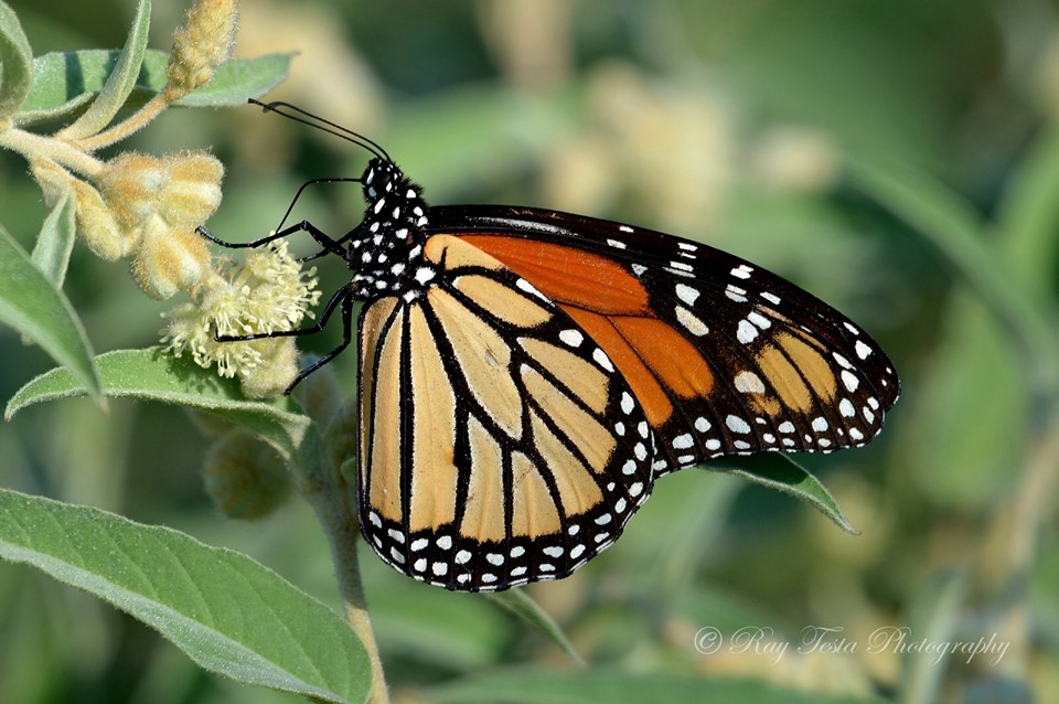 The Monarch Butterfly Project