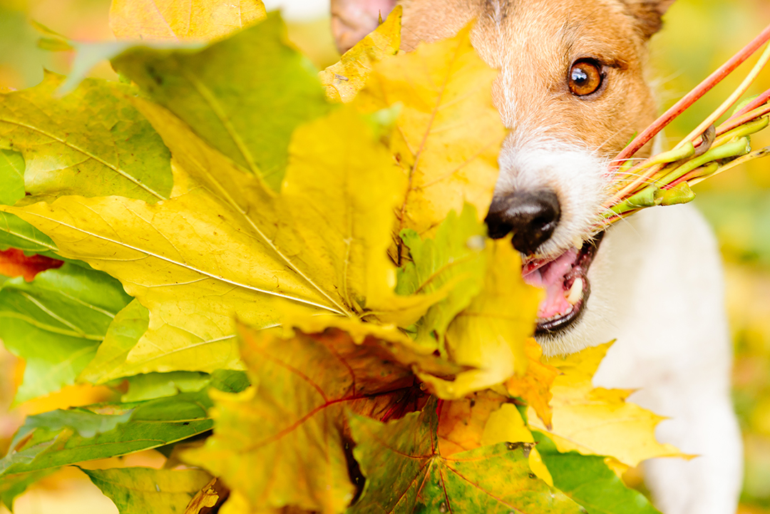Thanksgiving concept with dog and autumn maple leaves