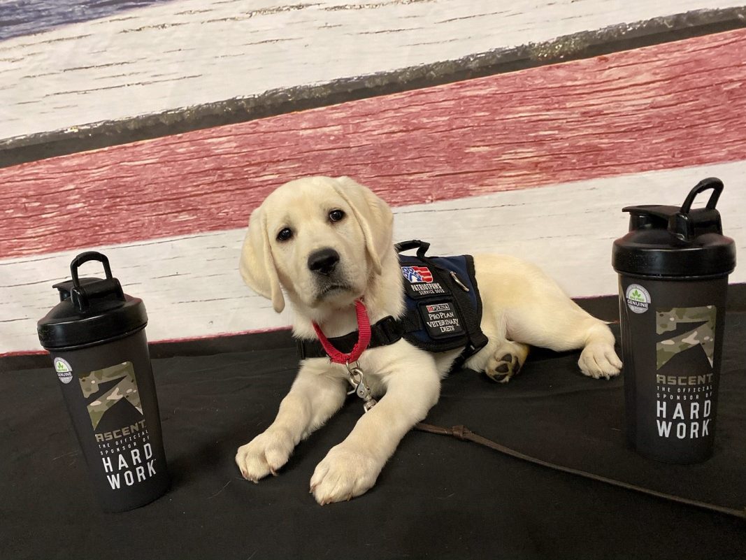 Patriot PAWS Service Dogs receives $14,000 from Ascent Protein – Blue Ribbon News