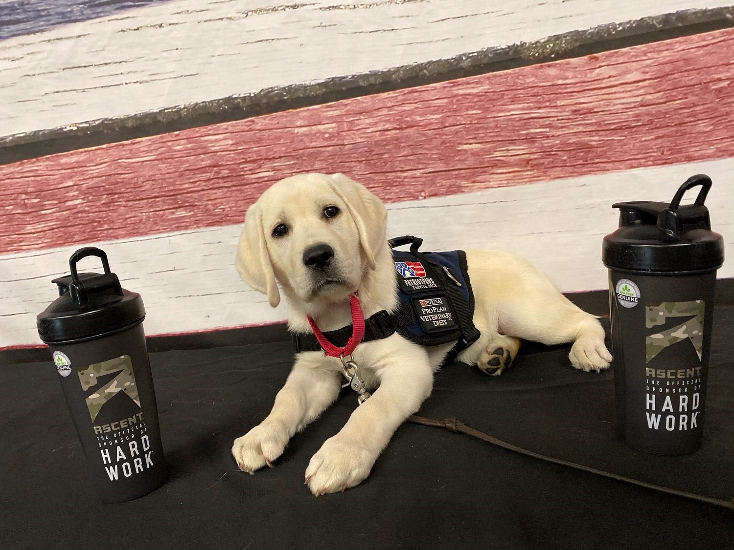 Tink and Blender Bottle