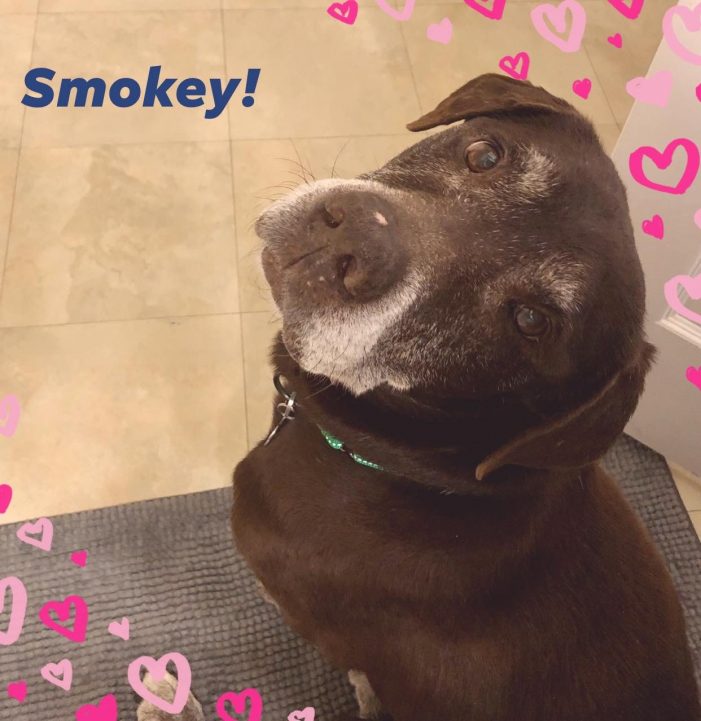 Meet Smokey, Blue Ribbon News Pet of the Week