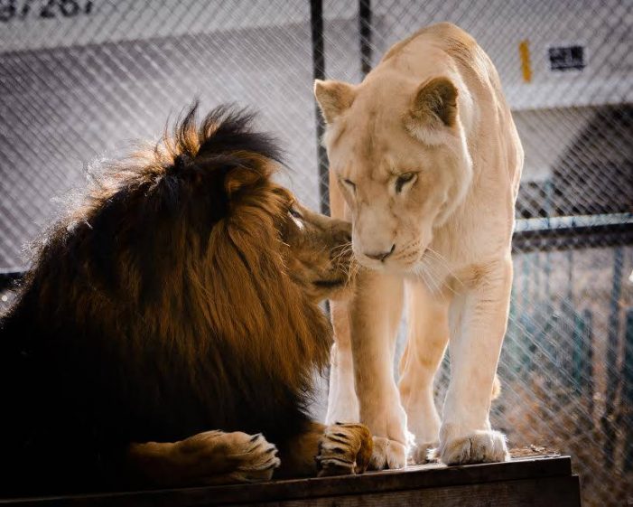 Kahn and Sheila: A love tale from Wylie’s exotic cat sanctuary
