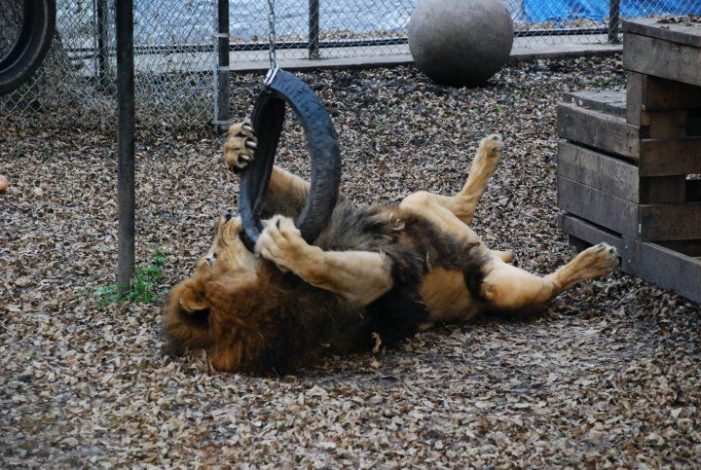 kahn-and-sheila-a-love-tale-from-wylie-s-exotic-cat-sanctuary-blue