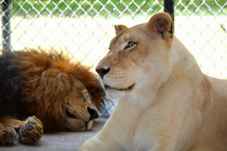 kahn-and-sheila-a-love-tale-from-wylie-s-exotic-cat-sanctuary-blue