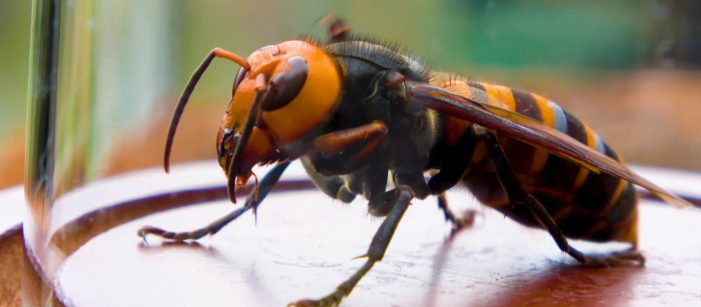 Get to know the Asian giant hornet, or ‘murder hornet’
