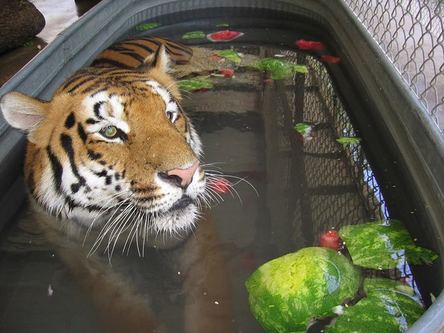 Watermelon Toss for the big cats at In-Sync Exotics in Wylie