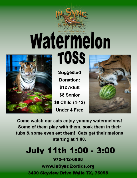 Watermelon Toss For The Big Cats At In Sync Exotics In Wylie Blue Ribbon News