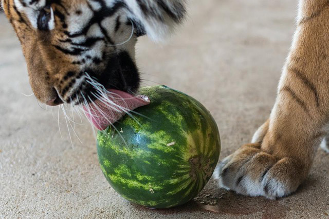 Lions, Tigers, and Watermelons!