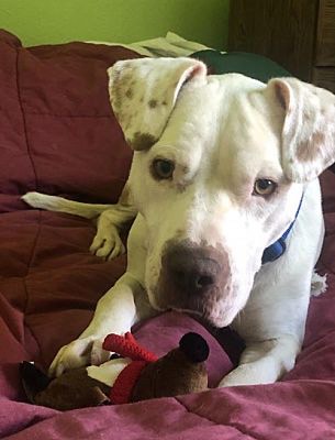 Meet Axel, Blue Ribbon News Pet of the Week