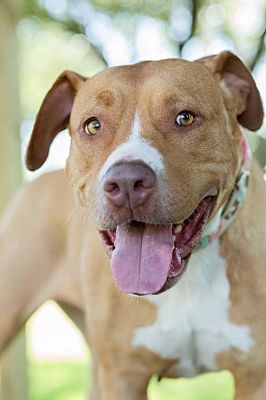 Meet Jada, Blue Ribbon News Pet of the Week