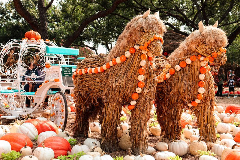 Pumpkin carriage at the Dallas Arboretum