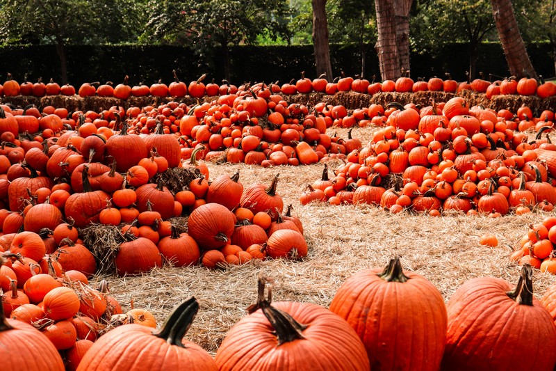 Dallas Arboretum pumpkins