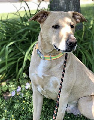 Meet Miles, Blue Ribbon News Pet of the Week