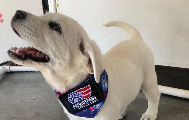 MILESTONE PUP-DATE: Introducing Millie, Patriot PAWS service dog