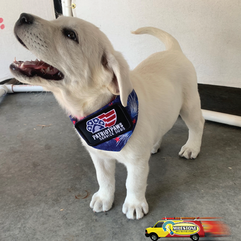 MILESTONE PUP-DATE: Introducing Millie, Patriot PAWS service dog – Blue Ribbon News