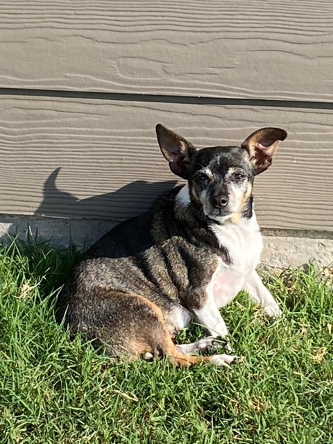 Meet Grace, Blue Ribbon News Pet of the Week