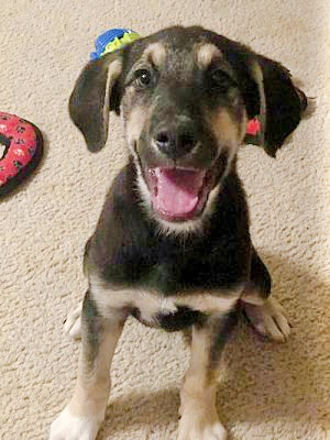 Meet Timon, Blue Ribbon News Pet of the Week
