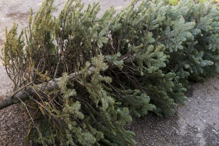 Where and when to recycle your live Christmas Tree in Rockwall
