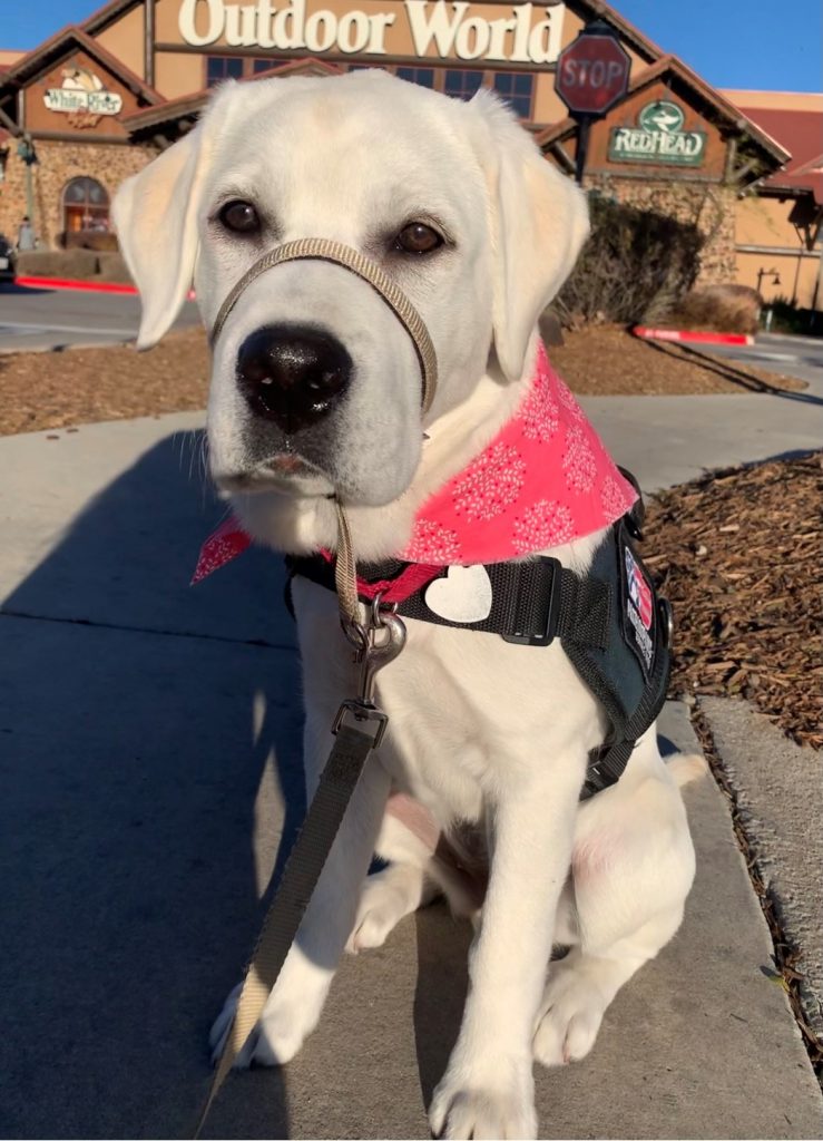 Milestone Millie Pup-Date: Patriot PAWS service dog in training learns cues, explores stores