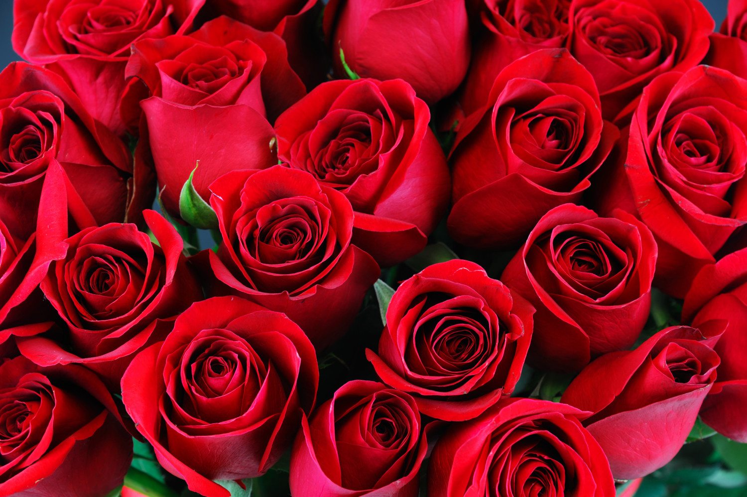 red roses