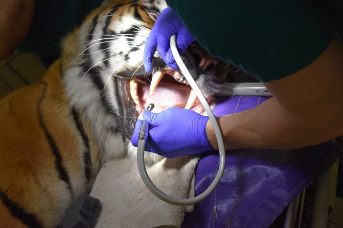 Big cats at In-Sync Exotics Wildlife Rescue in Wylie receive dental care