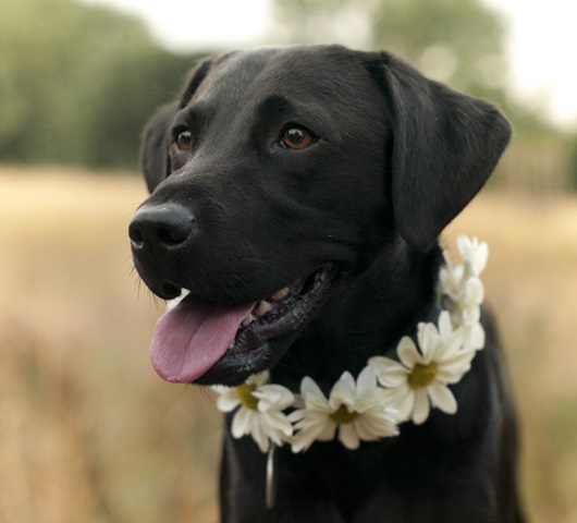 Rockwall Woofstock event to offer pet-friendly fun, discounted vaccinations