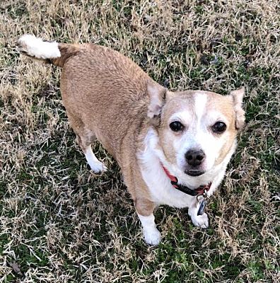 Meet Nellie, Blue Ribbon News Pet of the Week