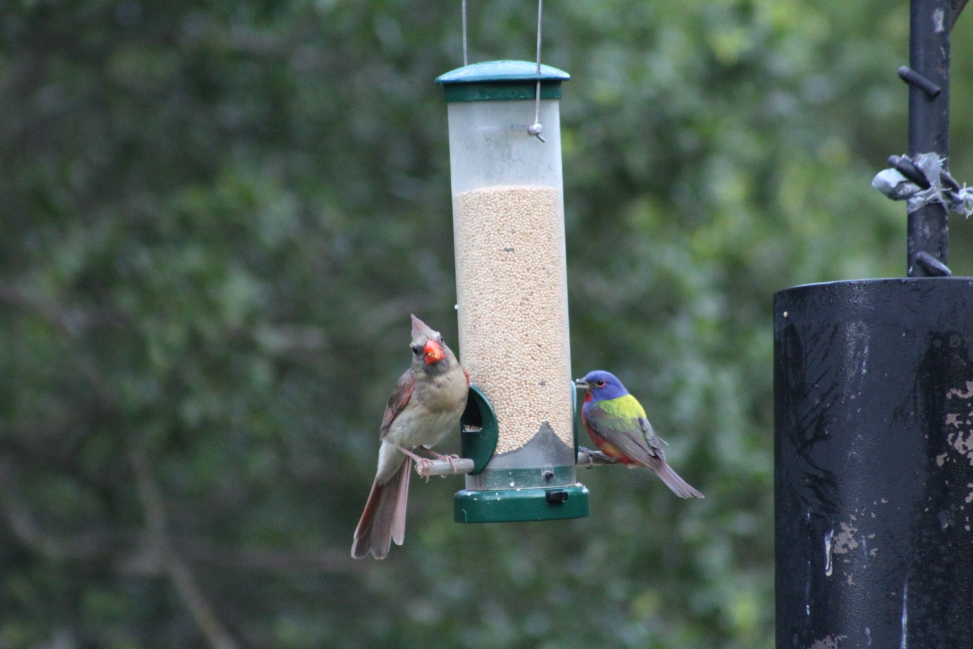 Biologists advise cleaning feeders to prevent spread of diseases among birds Blue Ribbon News