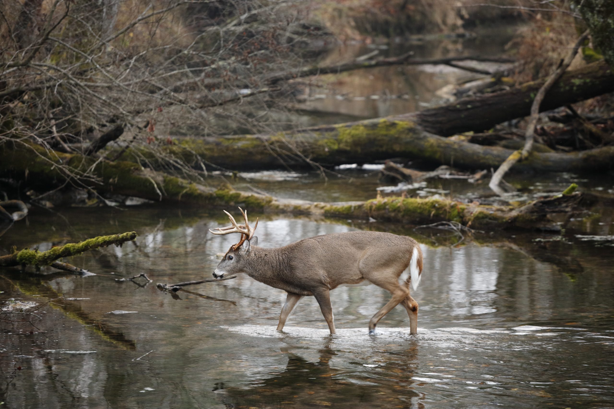 Texas Parks And Wildlife Commission Approves Hunting Regulations