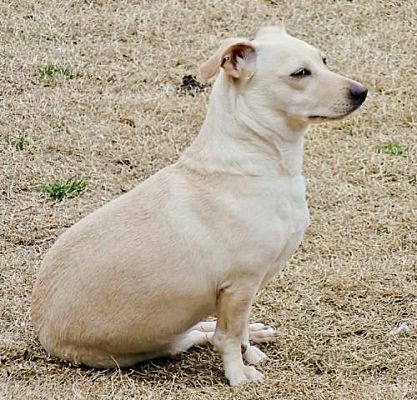 Meet Amy, Blue Ribbon News Pet of the Week