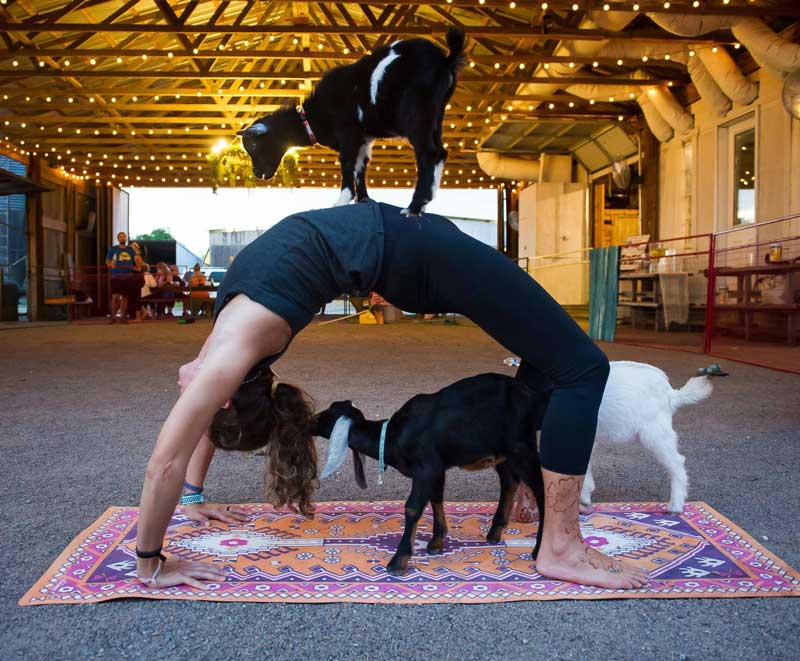 goat-yoga-web