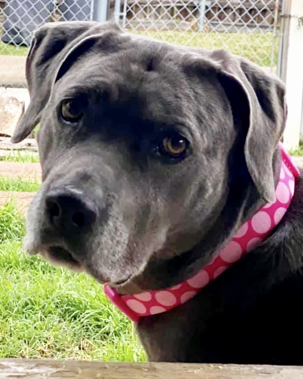 Meet Blu, Blue Ribbon News Pet of the Week