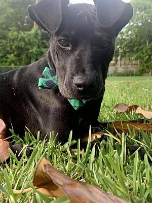 Meet Laszlo, Blue Ribbon News Pet of the Week