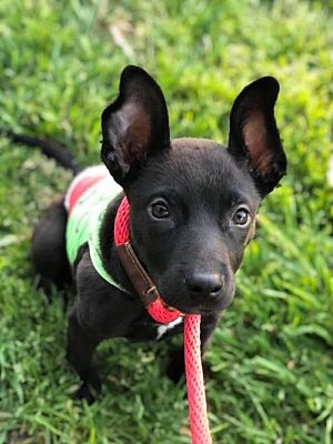 Meet Bridger, Blue Ribbon News Pet of the Week