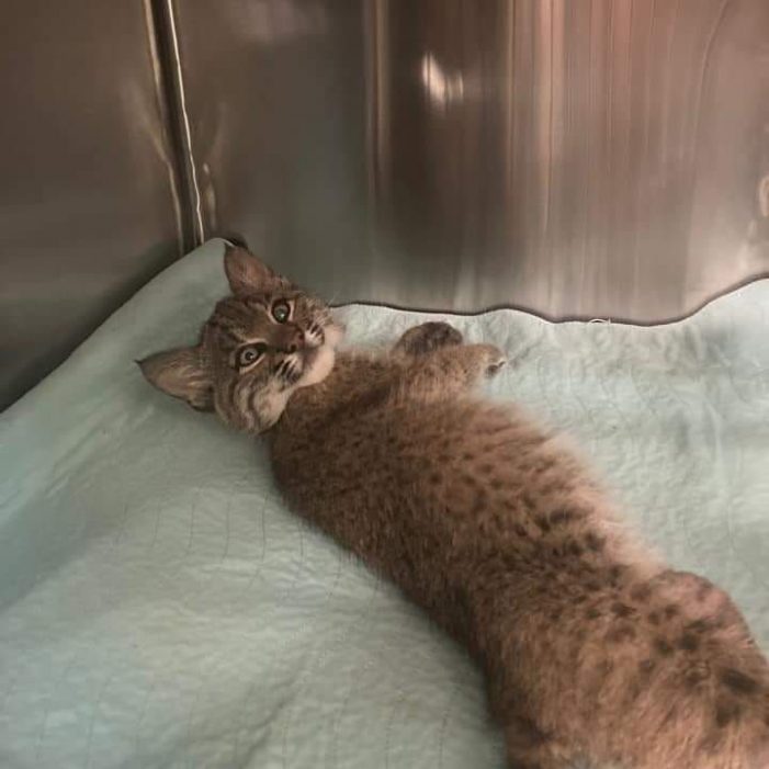 Baby bobcat with traumatic injuries recovering at In-Sync Exotics in Wylie