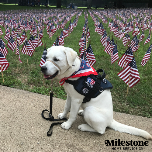 Milestone Millie PUP-Date: Patriot PAWS service dog in training moves to next training phase in prison unit