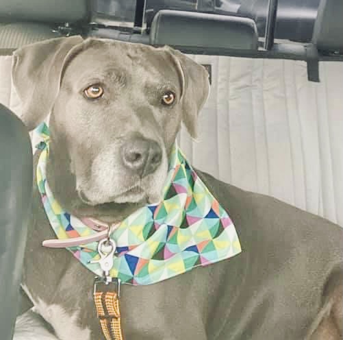 Meet Blue, Blue Ribbon News Pet of the Week