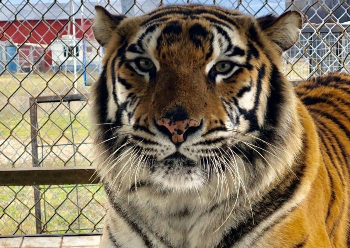 Nine new tigers surrendered to In-Sync Exotics in Wylie