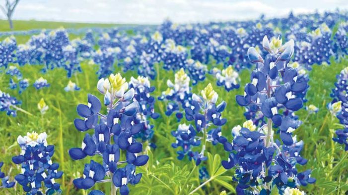 Adventures with the Editor: Beautiful, breathtaking Bluebonnet blooms