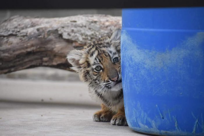 Tiger cub confiscated in Laredo now home at Wylie’s exotic cat sanctuary