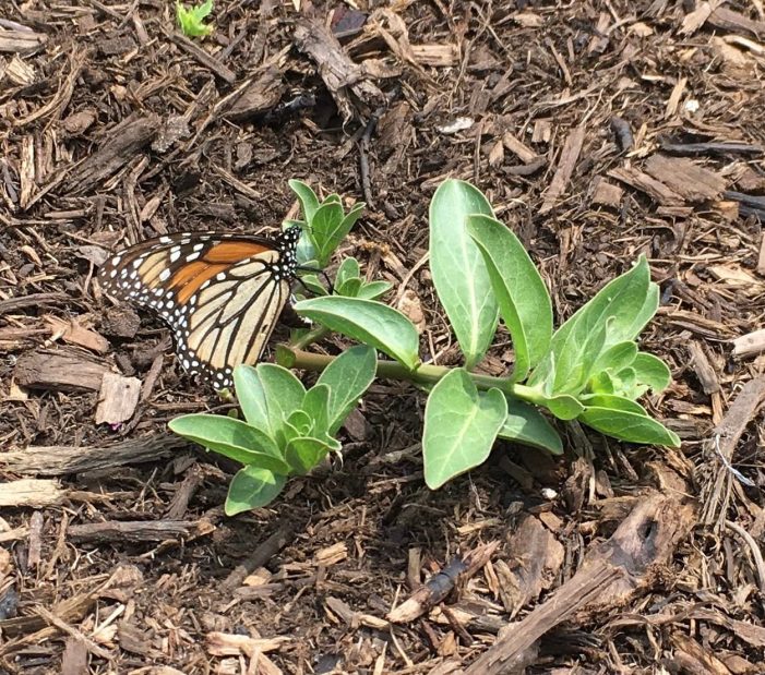 First Rockwall Butterfly Brigade Tour of Gardens set for April 23